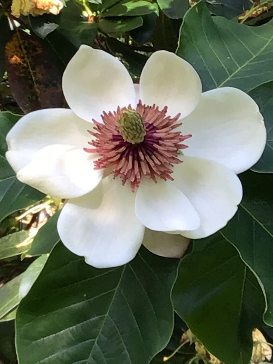 x wieseneri